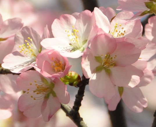 Cherry 2012