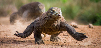 Meet  The Most Murderer Predator, Meet The Komodo Dragon!