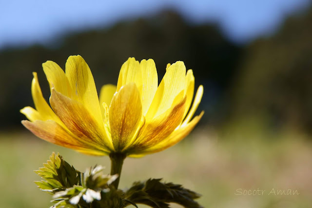 Adonis multiflola