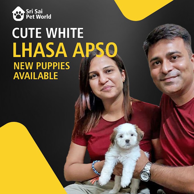 Reasons To Get a Lhasa Apso, Cute White Lhasa Apso Puppies, Lhasa Apso as a first breed