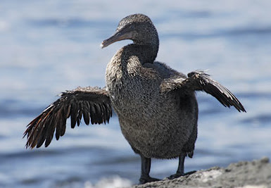 Flightless Cormorant