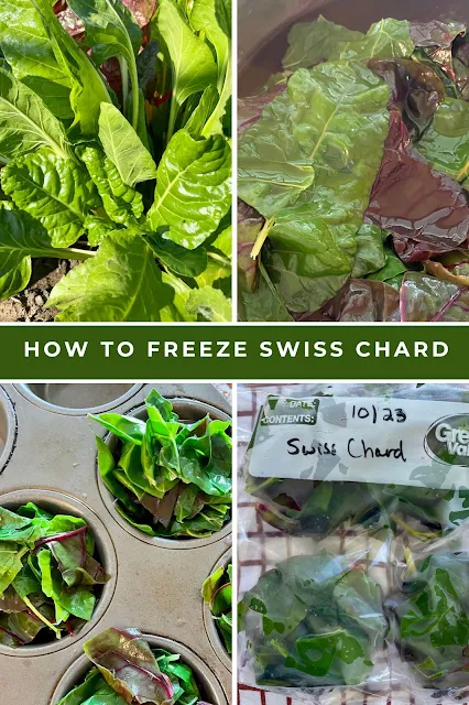 Steps of blanching and freezing Swiss chard.