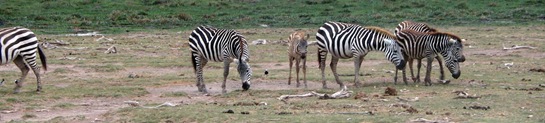 zebras