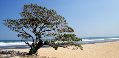 Pantai Pok Tunggal, Pantai di Jogja, Pantai yang Indah, wisata alam, sejedewe