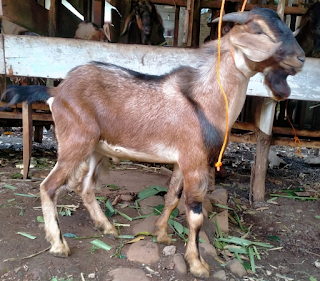 Juragan Kambing Aqiqah Jepara