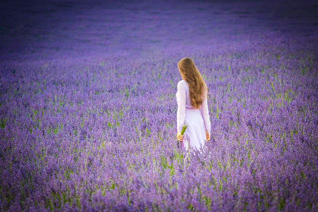 Valensole-Campi di lavanda al tramonto