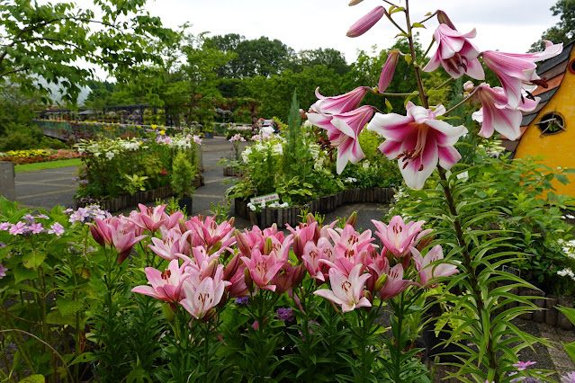 鳥取県西伯郡南部町鶴田 とっとり花回廊 エントランス展示