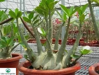 Adenium arabicum: A Beautiful and Hardy Succulent