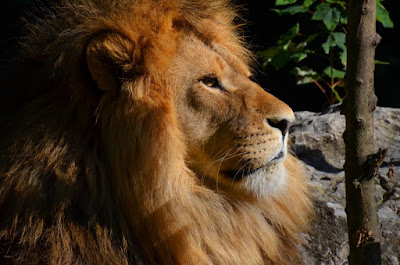 Afrikas Tierwelt, Afrika se wildlewe, Kafshë të egra të Afrikës, Afrikanın vəhşi təbiəti, Afrikako fauna, Afrike divljači, Africa's wildlife, Aafrika metsloomi