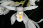 Cymbidium mastersii - Master's Cymbidium care and culture