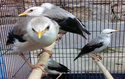 Gambar Burung Jalak Putih Betina Gambar Burung Jalak Putih Betina