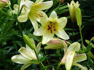 Lilium 'Creamy Belles' - Lis 'Creamy Belles'