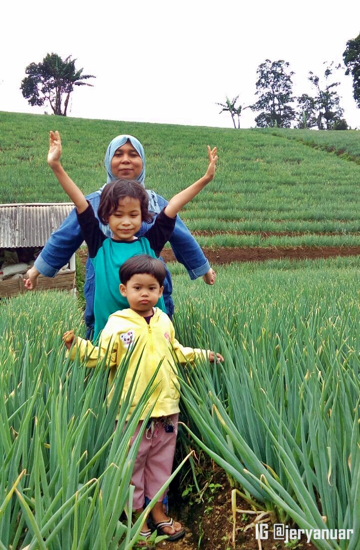 Membuat Pestisida Alami Dari Tembakau