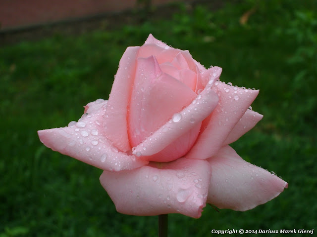 Róża dla Ewy fot. Dariusz Marek Gierej 