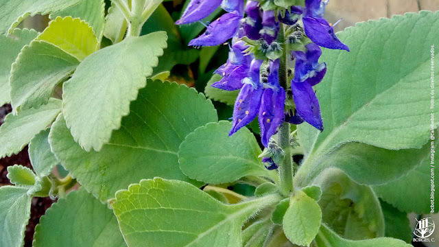 Folhas e inflorescência de boldo / boldo do chile