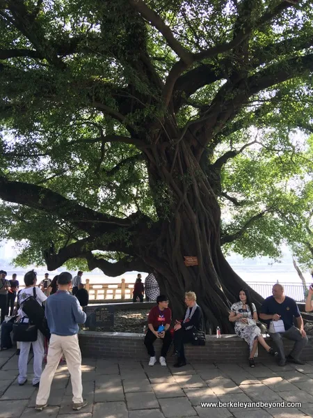 ancient tree on Jiangxin Islet in Wenzhou, China