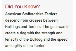 Knowledge Of American Staffordshire Terrier Dog Breed