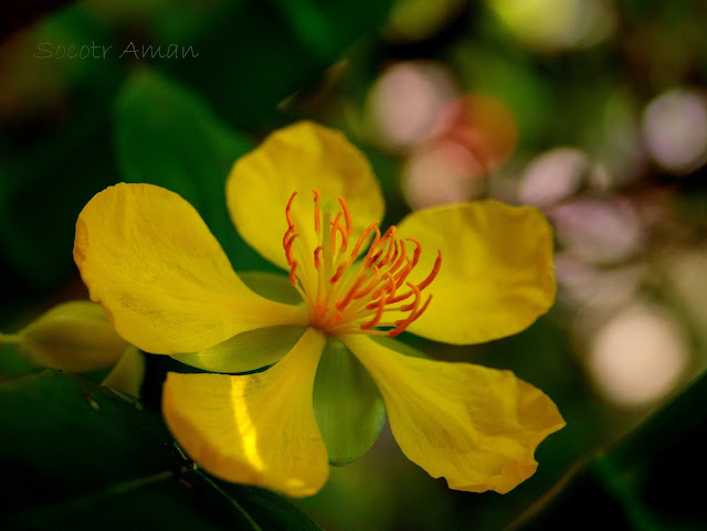 Ochna serrulata