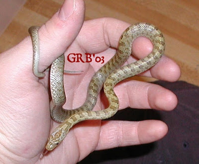 Snakes and More Snakes: Photos of Western Green Rat Sna