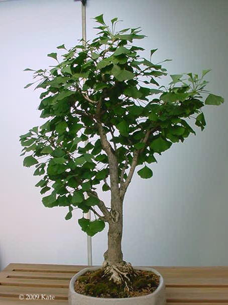 Bonsai Ginkgo