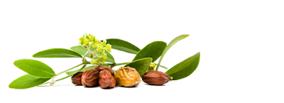 Jojoba oil article by Eugenia Martini-Jarrett.