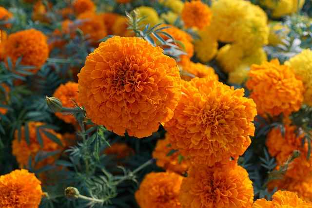 Growing Marigolds From Seed Meaning and Tips