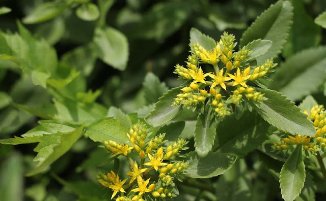 Sedum Aizoon Flowers Pictures