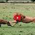 Animal fighting, Wild animals fight to death, Crazy animal attack, Lion vs Hyena