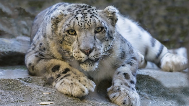 Breed of snow leopard faces threats