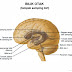 Anatomi Tubuh Manusia Sistem Syaraf