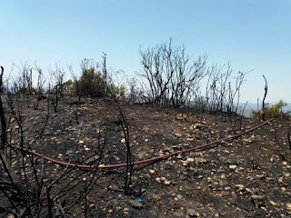 Ηλεία: Πυρκαγιά σε δασική έκταση στα Διάσελλα