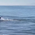 Registro de foca brincando com cachorro em praia viraliza; veja vídeo