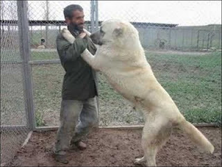 Giant Dogs, How Big It Can Get