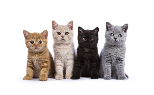 Día del Gato: ¿cuál es la mascota preferida en América Latina, el perro o el gato? 