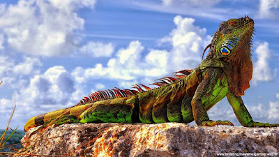 gambar iguana