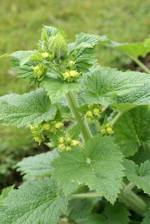 Scrofulaire de printemps - Scrophularia vernalis