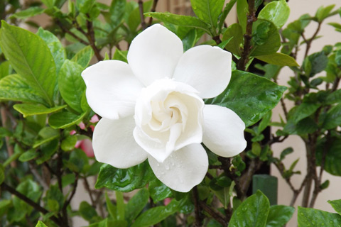 Gardenia flowering shrub in Alpharetta Georgia garden