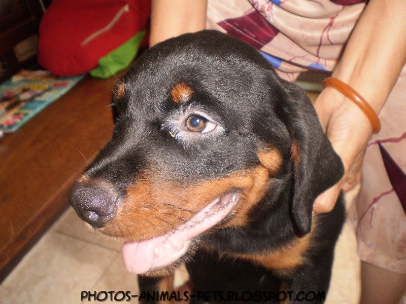 Rottweiler puppy