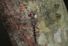 Treehugger (Tyriobapta torrida) f