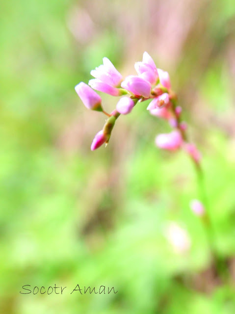 Persicaria conspicua