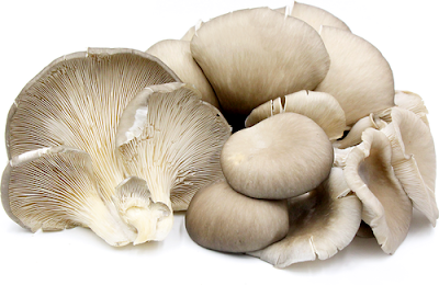 Mushroom Supplier Company in Kakinada