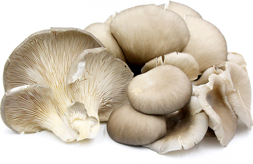 Mushroom Supplier Company in Kakinada | Mushroom Supplier Company in India | Biobritte Agro Solutions Private Limited