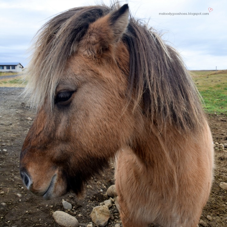 Icelandic Horse - Just don't call it a pony! | Ms. Toody Goo Shoes