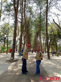 Percutian Bajet Seoul Nami Island 