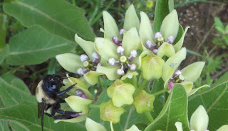 springtime, spring, flowers, honey bees gathering nectar, flowers blooming, wild flowers,honey suckle, eating honeysuckle