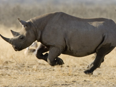 black rhinoceros