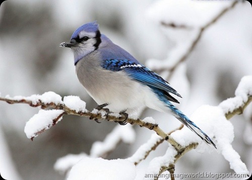 Wild Life009
