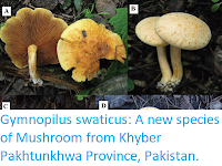 https://sciencythoughts.blogspot.com/2017/09/gymnopilus-swaticus-new-species-of.html