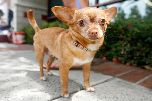 Chihuahua dog cute - perro chihuahua tierno