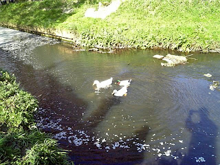 ducks in the river